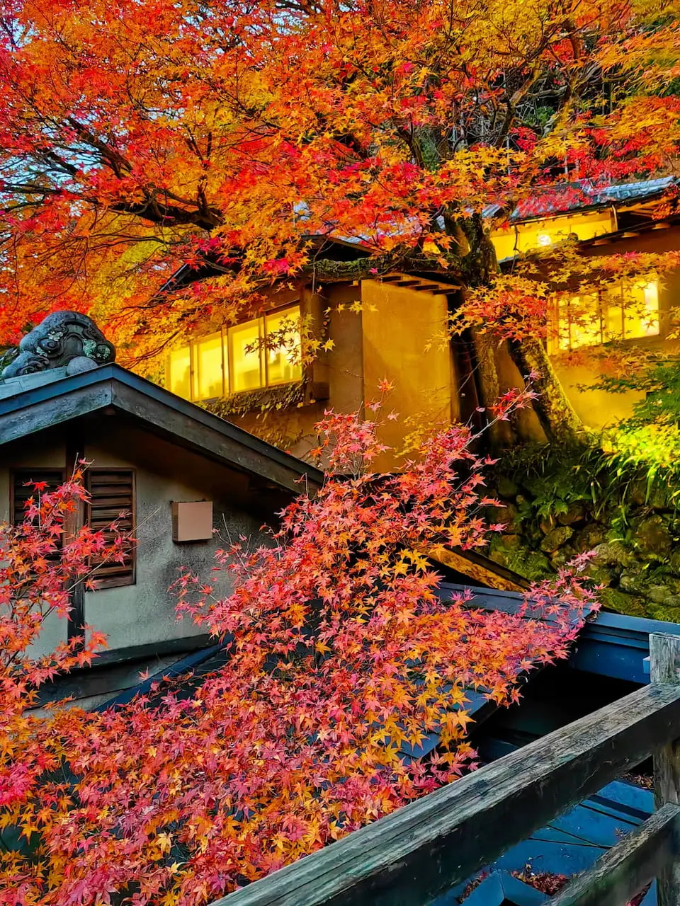 Autumn maple leaves in Arashiyama, Kyoto