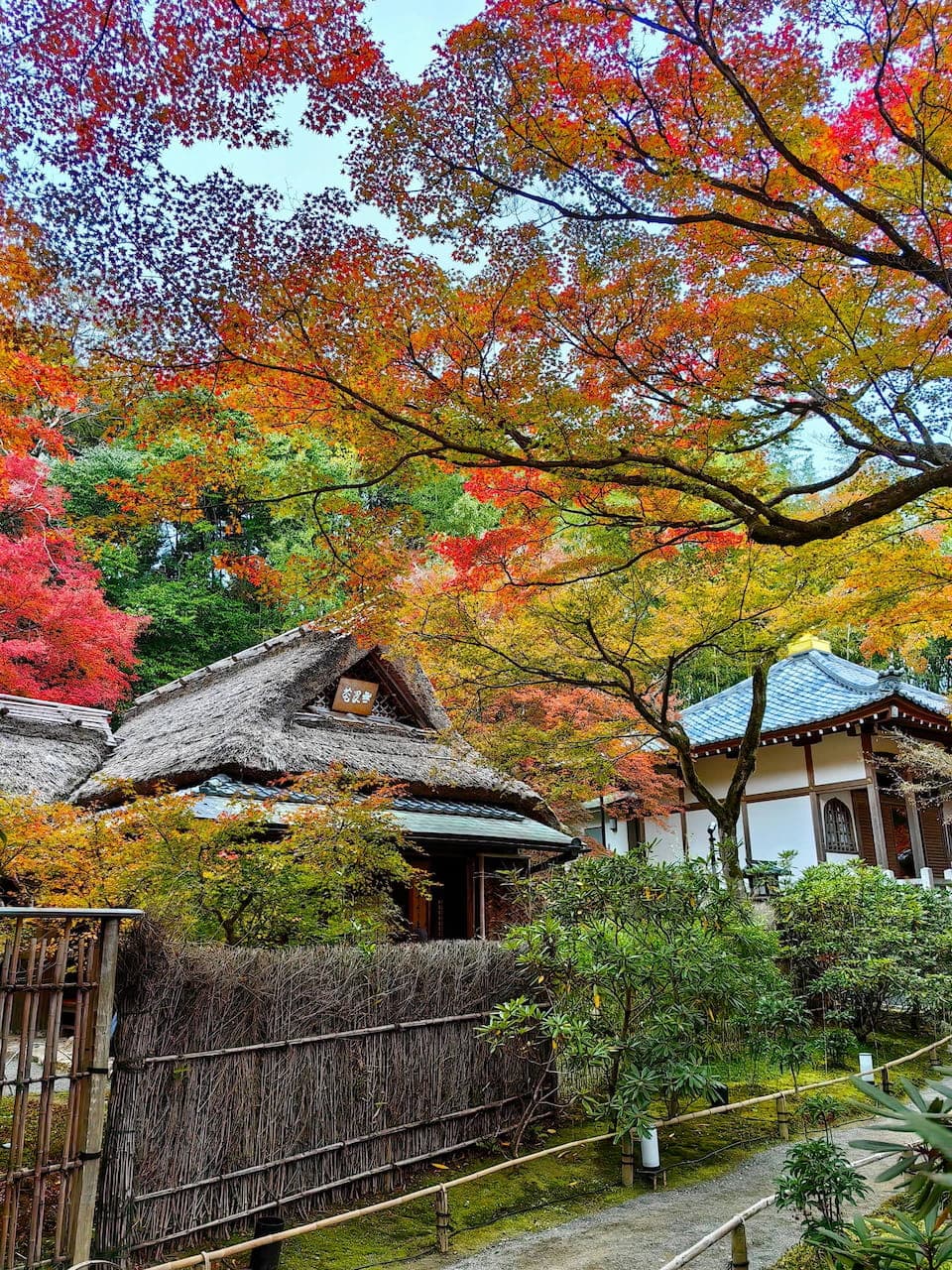 Autumn maple leaves in Arashiyama, Kyoto