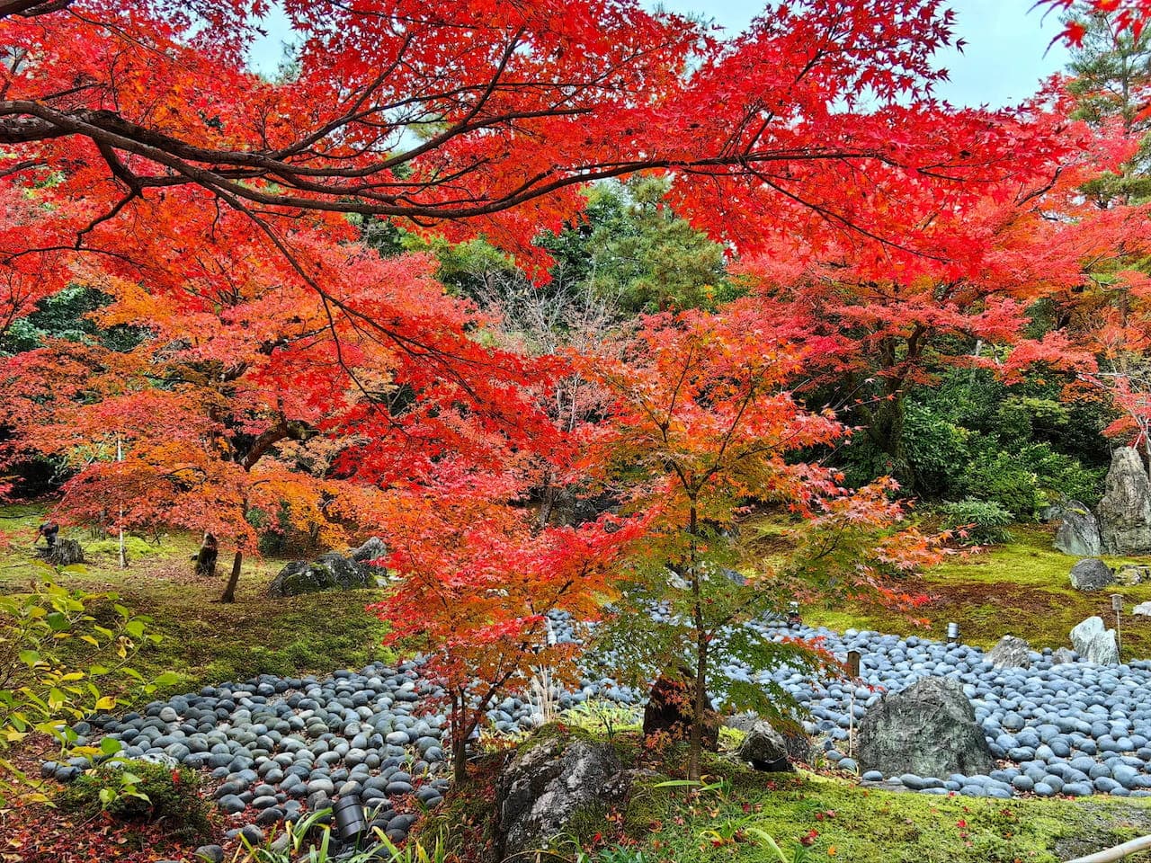 Autumn maple leaves in Arashiyama, Kyoto