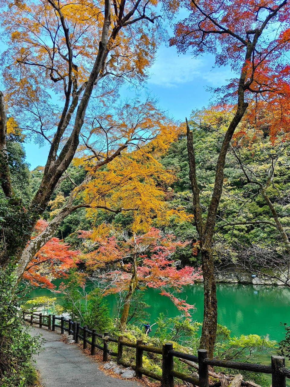 Autumn maple leaves in Arashiyama, Kyoto