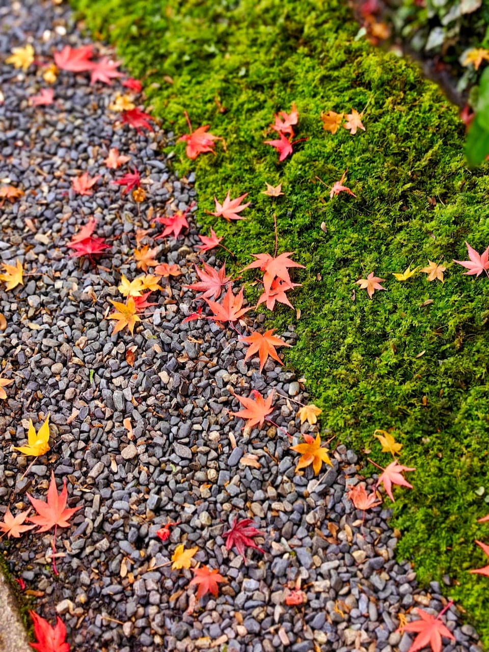 Autumn maple leaves in Arashiyama, Kyoto