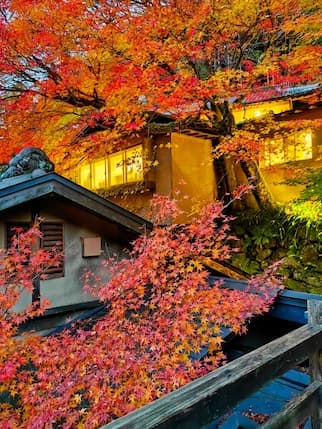 Kyoto's Arashiyama: A Must-Visit Destination for Autumn Maple Viewing