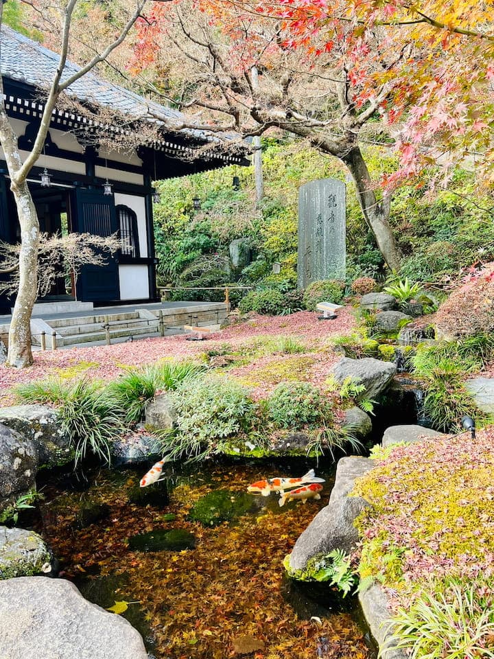 The koi fish seem to float in mid-air, surrounded by vibrant red maple leaves in the courtyard pond of Hase-dera temple