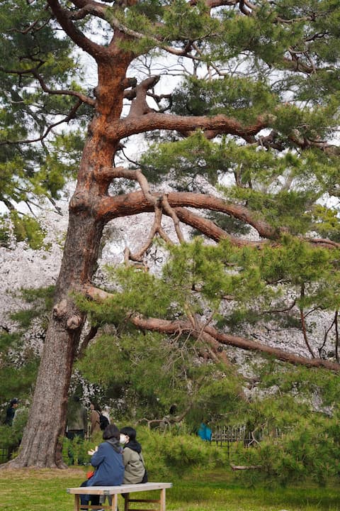 The ancient forest surrounding Kamomioya Shrine