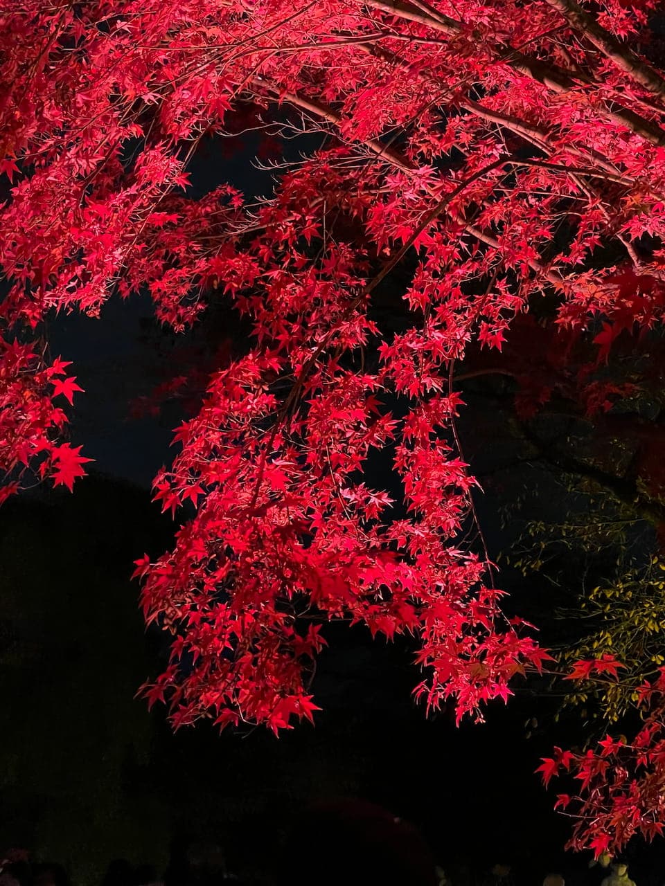 Kyoto's Enchanting Night at Nijo Castle