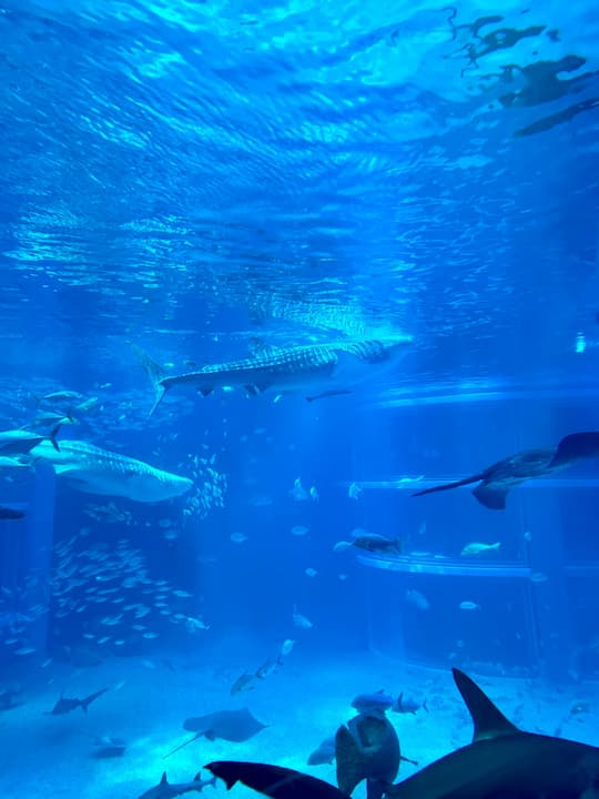 Osaka Aquarium Kaiyukan (海遊館)