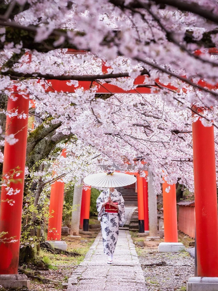 Cherry Blossom Season at Shinjuku Gyoen National Garden (新宿御苑)