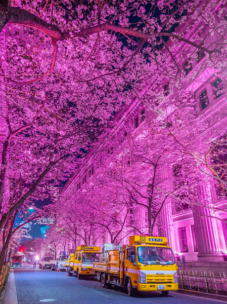 Cherry Blossom Season at Philosopher's Path (哲学の道)