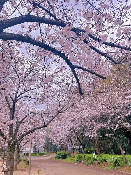 Cherry blossom season at Expo 70 Commemorative Park (万博記念公園)