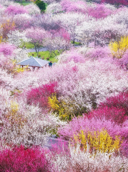 Cherry blossom season at Takato Joshi Park (高遠城址公園)