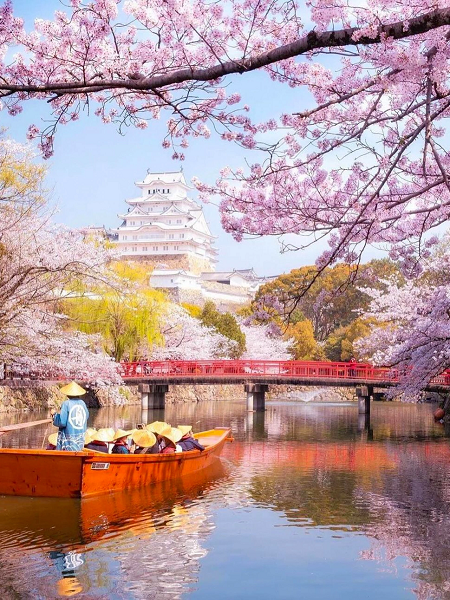 Cherry Blossom Season at Mitsuike Park (三ツ池公園)