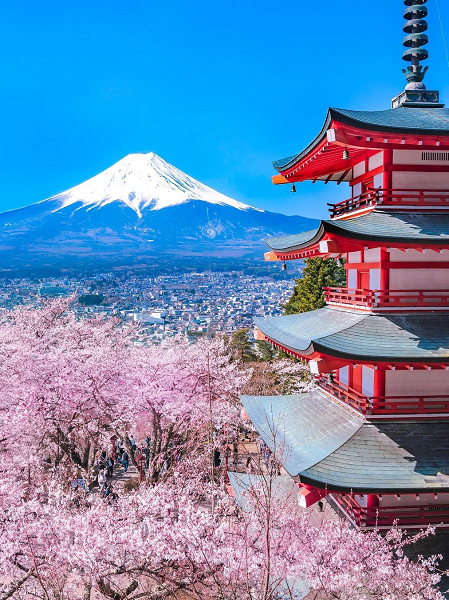 Cherry Blossom Season at Fujikawaguchiko machi (富士河口湖町)