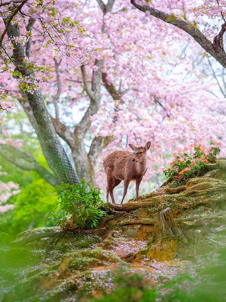 Cherry Blossom Season at Mount Yoshinoyama (吉野山)