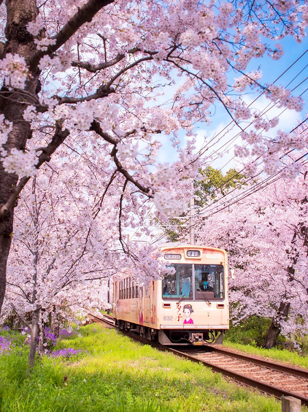 Cherry Blossom Season in Kyoto