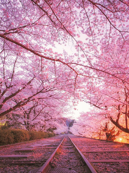 Cherry Blossom Season in Kyoto