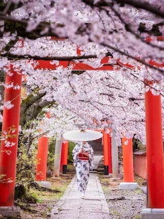 2024 Honshu Cherry Blossom Forecast & Must-See Locations