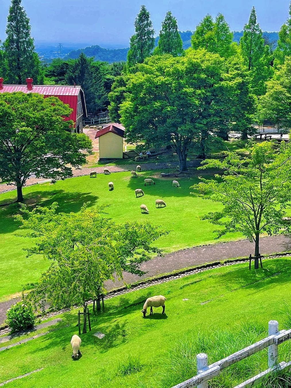 Beautiful landscape at Rokko Mountain Pasture in Kobe with blue sky, white clouds, and lush greenery, featuring herds of cows and sheep