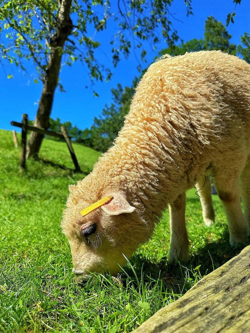 Lamb at Rokko Mountain Pasture in Kobe