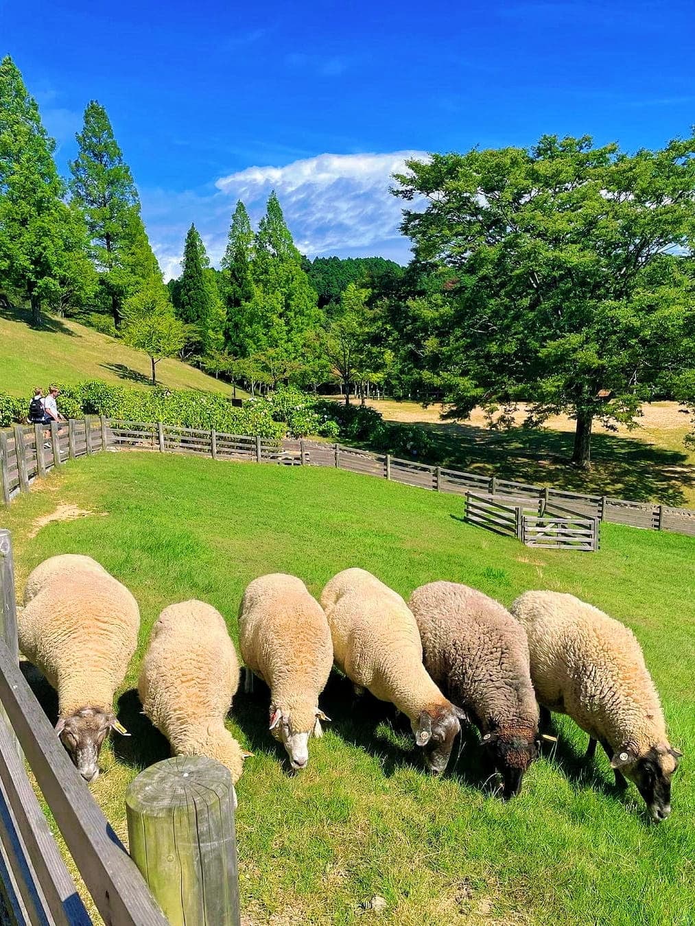 Lamb at Rokko Mountain Pasture in Kobe