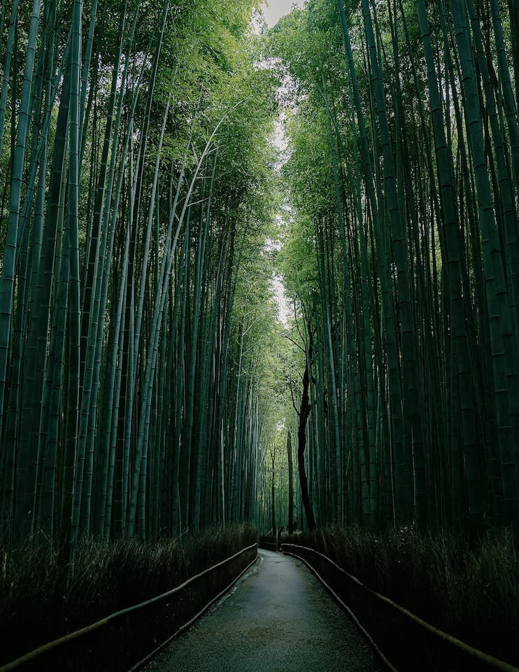 Arashiyama Bamboo Forest, Kyoto