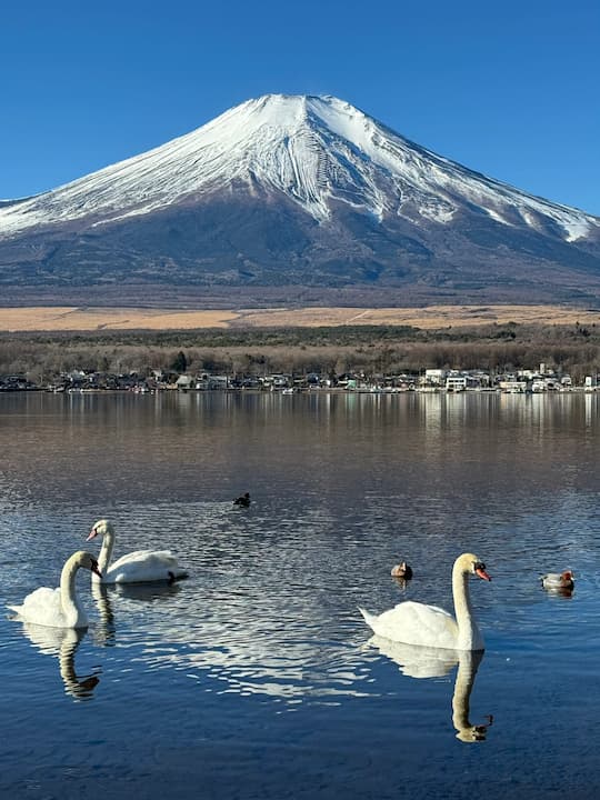 Majestic Mount Fuji reflected in the shimmering Yamanaka Lake, with swans on the water