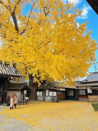 Nanshu-ji's 1400-Year-Old Golden Ginkgo: Osaka's Autumn Wonder