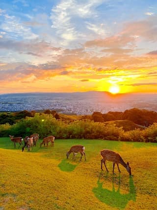 Discover Nara: A Perfect One-Day Travel Itinerary