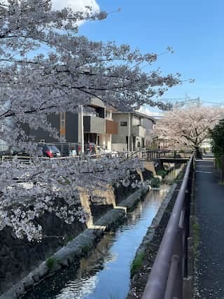 Hidden Cherry Blossom Spot in Tokyo: Discover Shibukawa's Tranquil Beauty